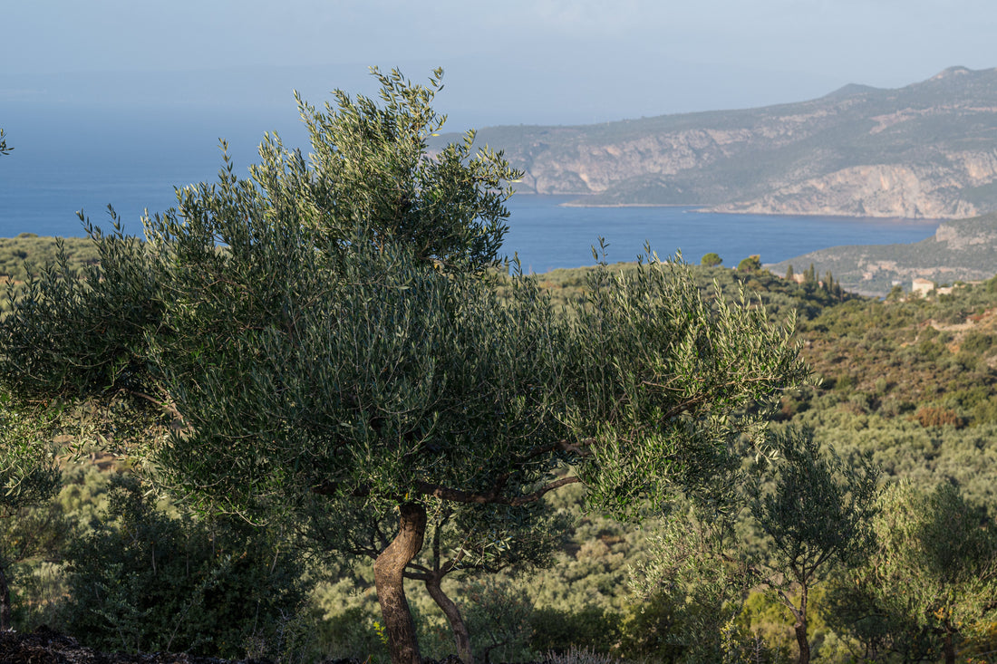 Named Mani Peninsula Koroneiki grove: single-estate origin accountability