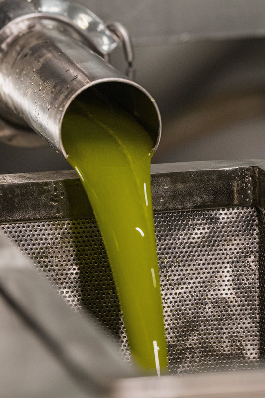 Fresh early-harvest olive oil pouring at the mill filter