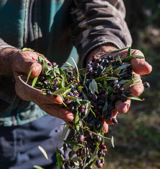 Harvest hands with ripe Koroneiki olives