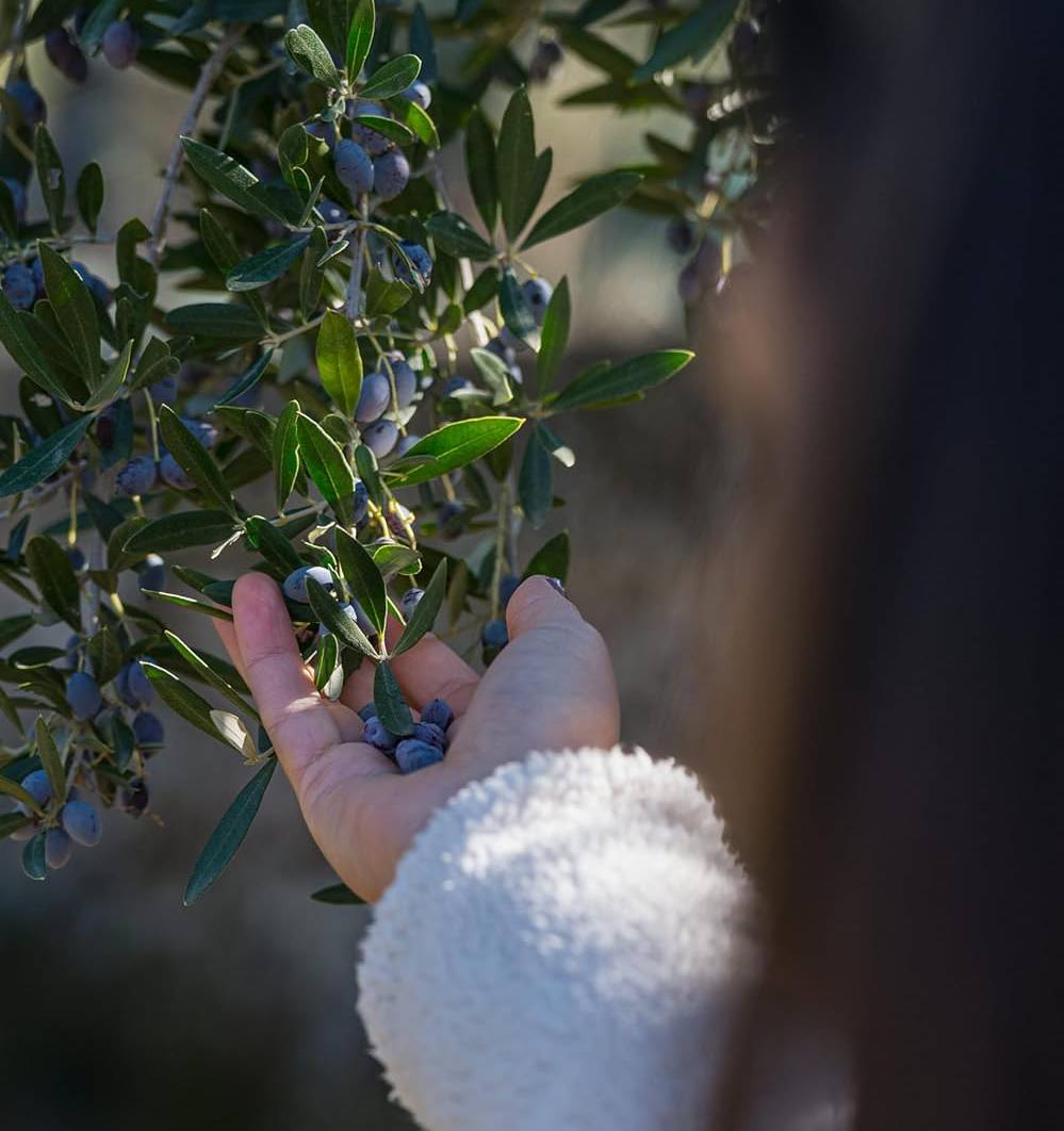 Hand picking green and dark olives from a Le Maniot olive tree