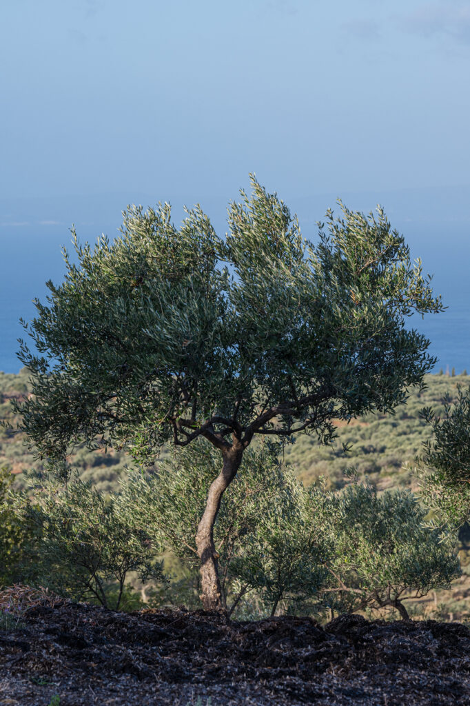 le-maniot-solitary-olive-tree-mani-sea.jpg Lone olive tree on Mani hillside with Aegean Sea beyond—source of Le Maniot superior olive oil
