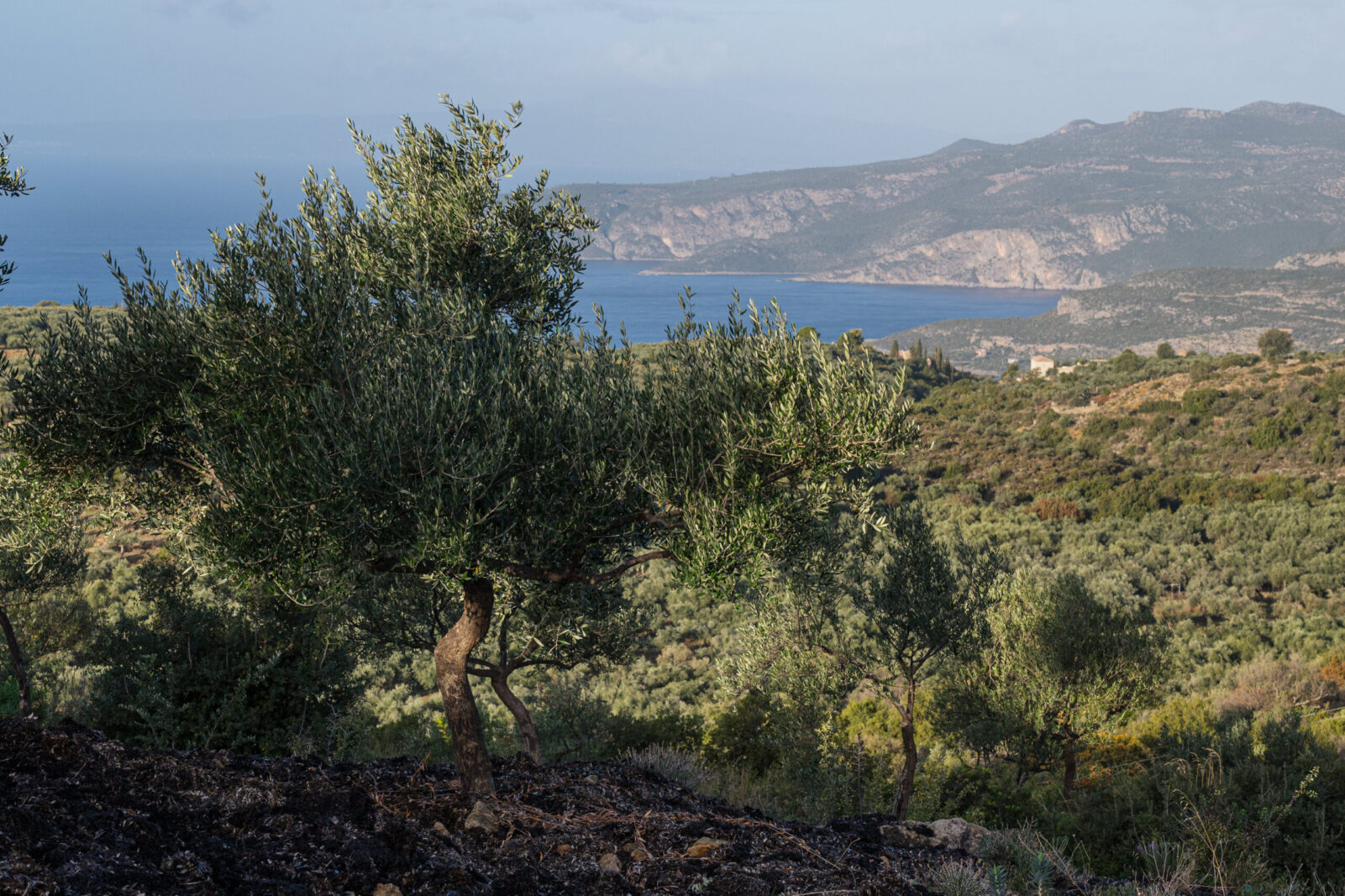 _NP87150 Olive tree on a Mani hillside with the Aegean Sea beyond, birthplace of Le Maniot olive oil.