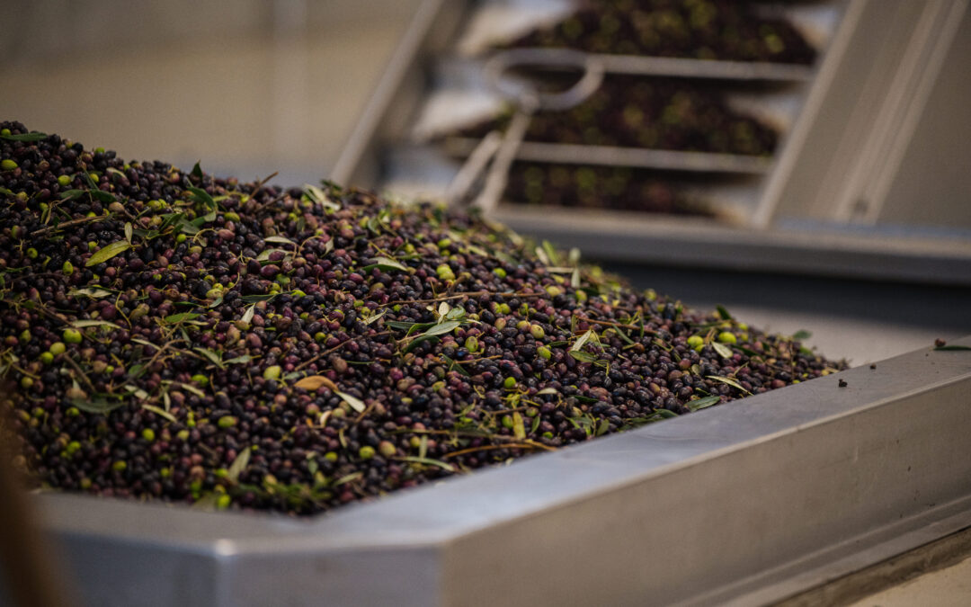 Authentic Greek Olive Oil: The Key to Mediterranean Perfection