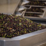 Piled olives ready for processing