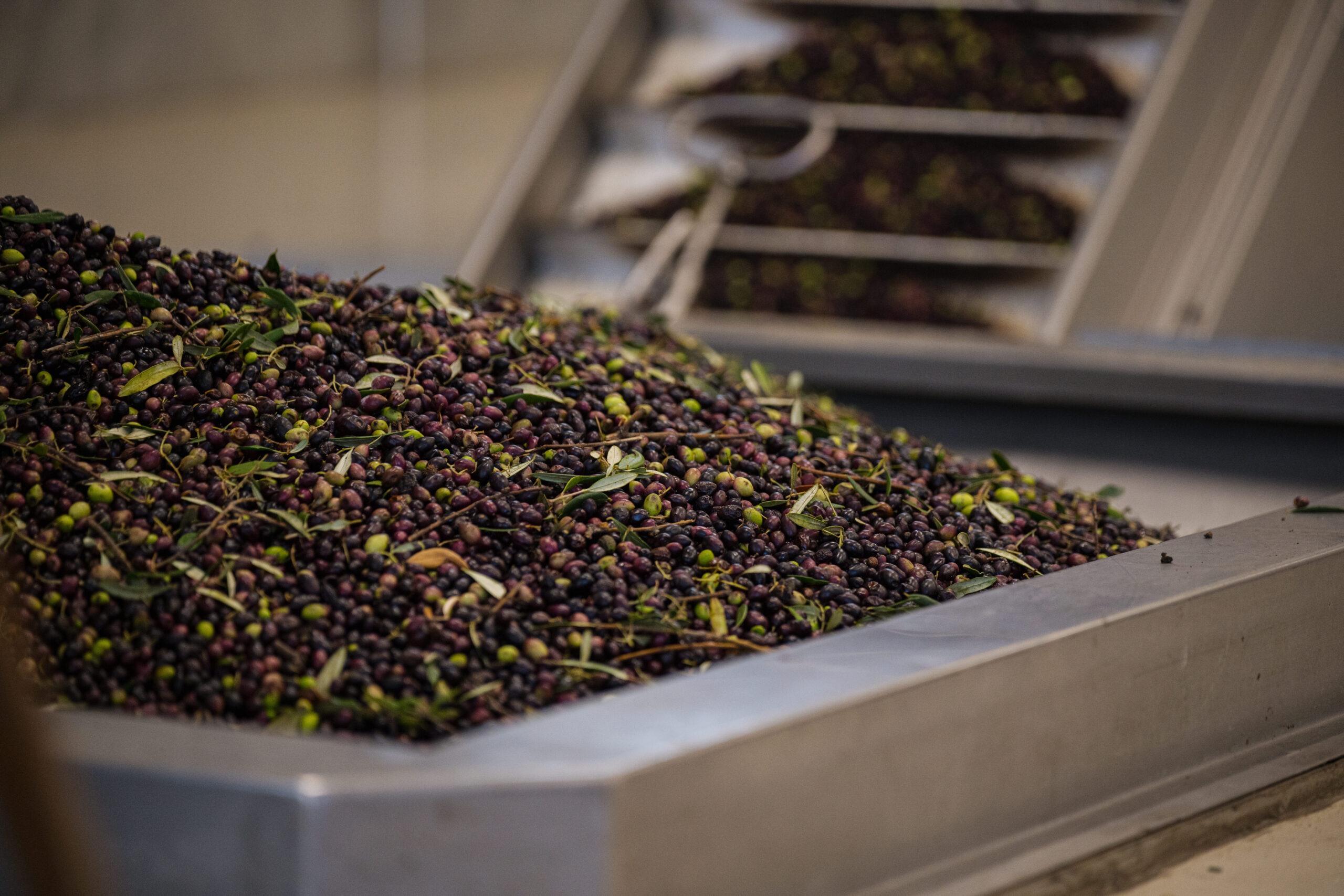 Piled olives ready for processing