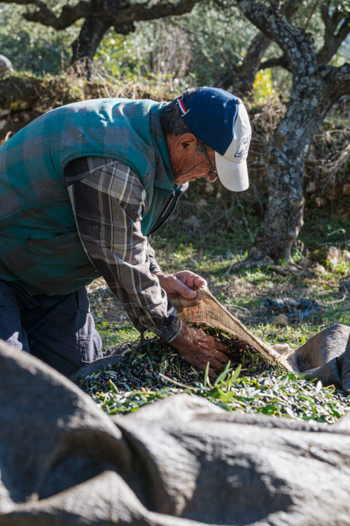 Mani farmer empties olives onto a harvest net for Le Maniot superior olive oil.