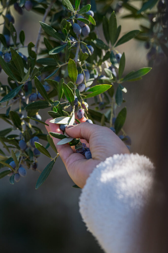 Hand gently picks ripe olives from a Mani branch for Le Maniot superior olive oil.