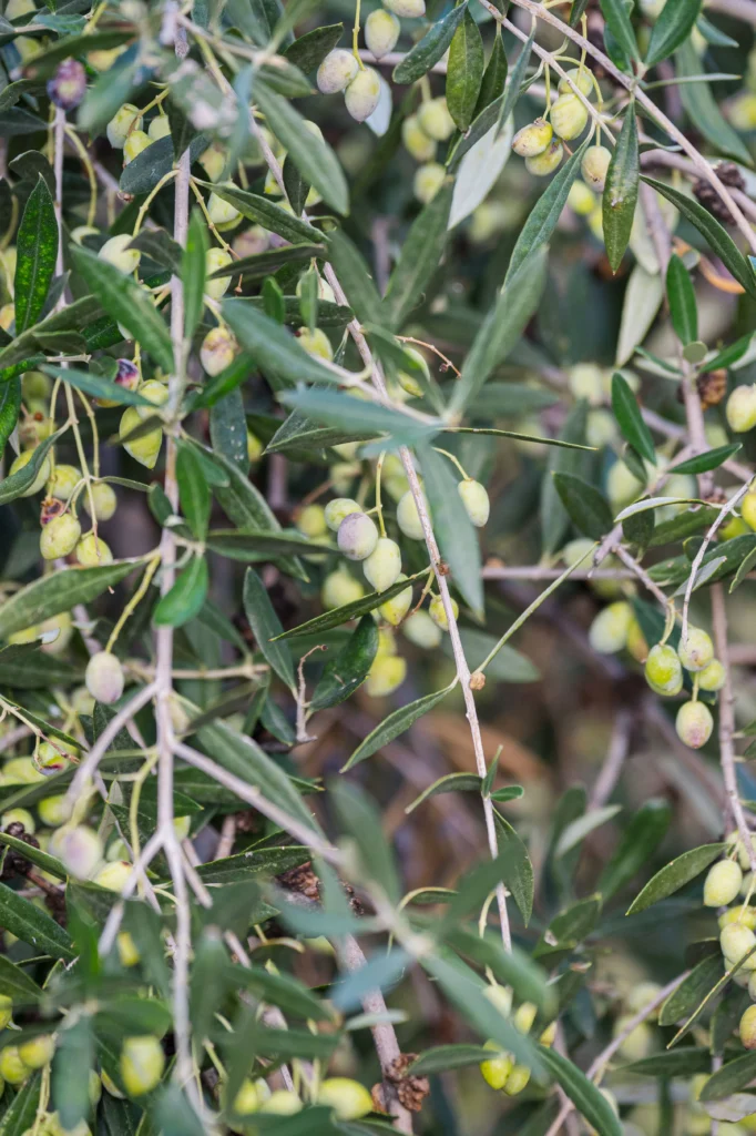 Koroneiki olives on branch
