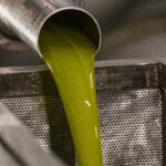 Freshly harvested green olives with high phenolic olive oil